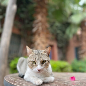 Marrakech, the ocher city